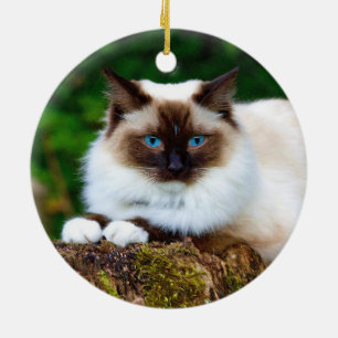 Beau Siamese Chat Photo Ornement en céramique