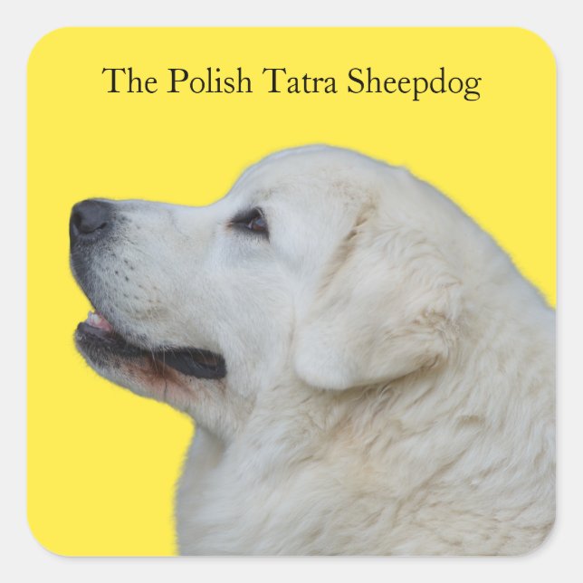 Beau Sticker Polonais Tatra Sheepdog (Devant)