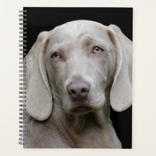 Beau Weimaraner Chasse Chien