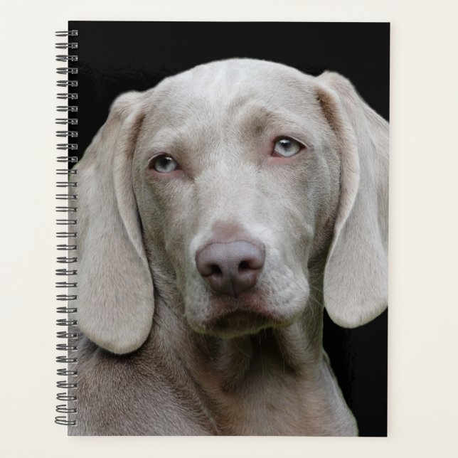 Beau Weimaraner Chasse Chien (Devant)
