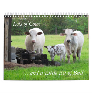 Beaucoup de vaches et un peu de calendrier Bull