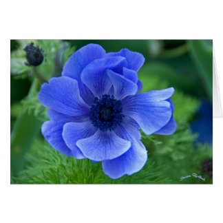 Beauté bleue