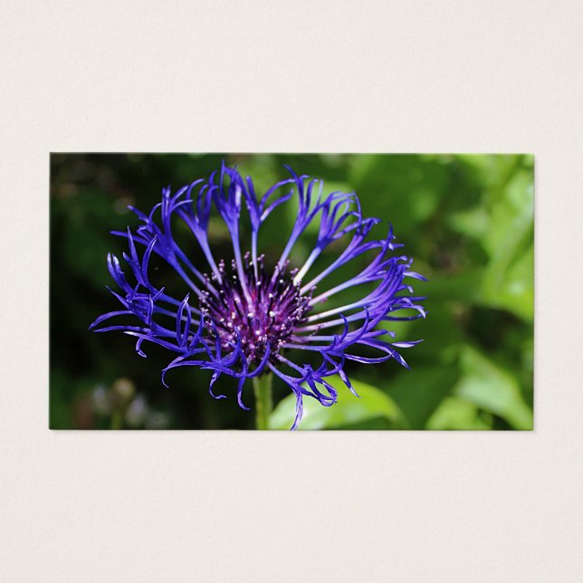 Beauté bleue (Devant)