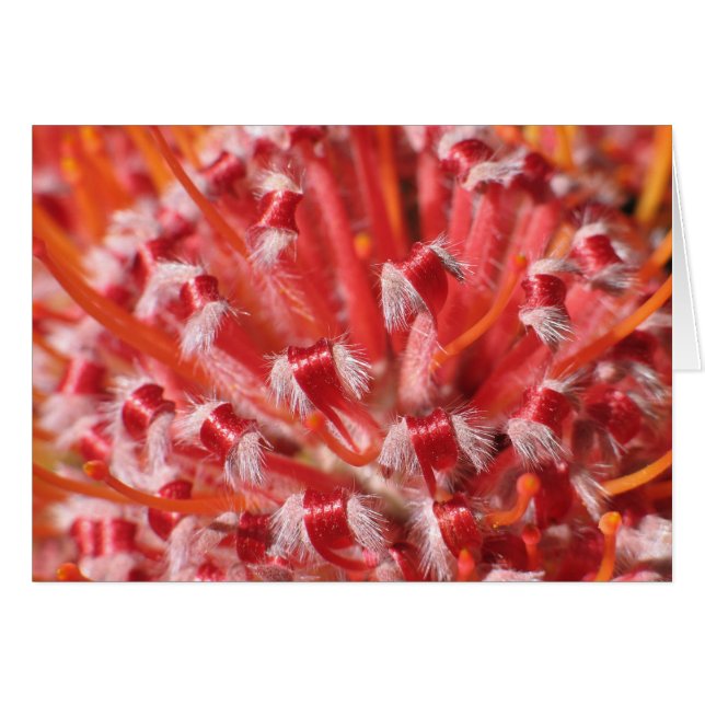 Beauté d'Alemany (Devant horizontal)