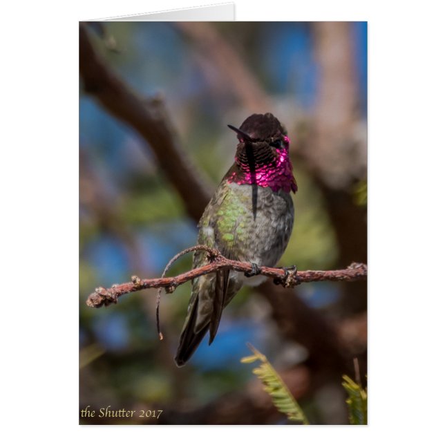 Beauté de colibri (Devant)