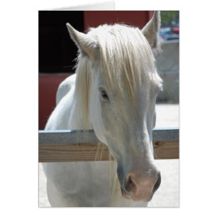 Beauté du cheval blanc