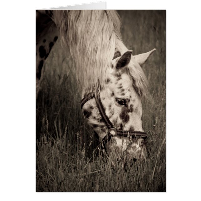 Beauté du pâturage (Devant)