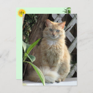 Beauté la carte postale du chat errant