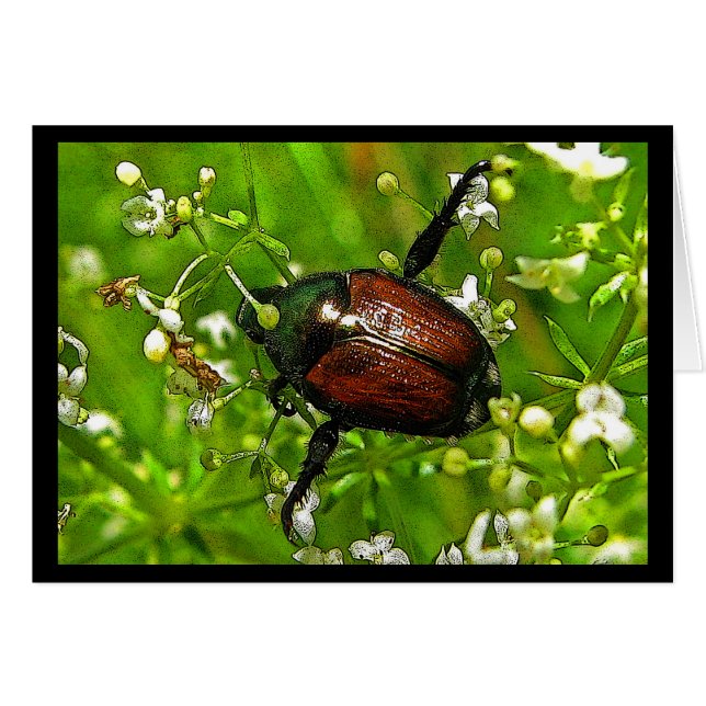 Beauté maléfique Japonaise Beetle Insecte (Devant horizontal)