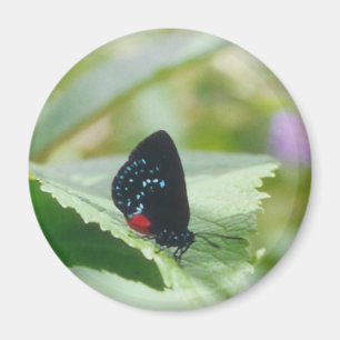 Beauté noire - papillon d'Atala - aimant