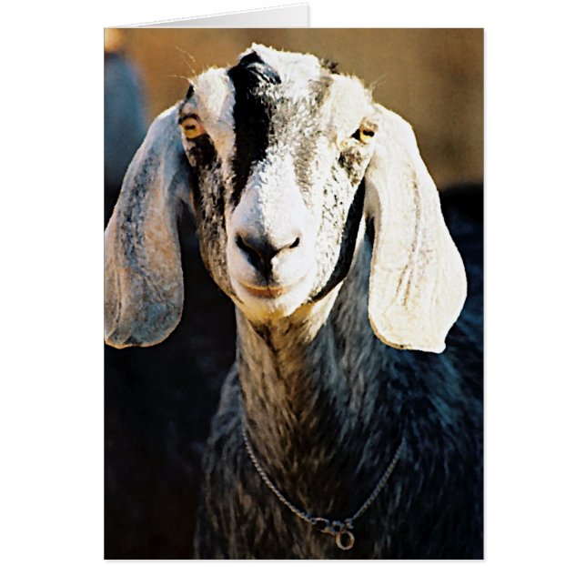 Beauté nubienne (Devant)