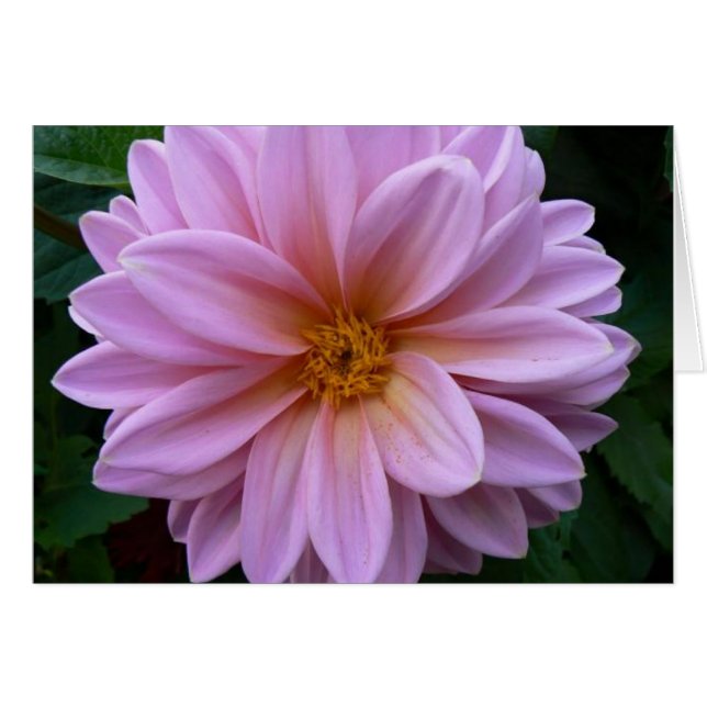 Beauté rose (Devant horizontal)