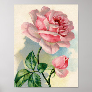 Beauté Rose rose 8.5x11 Poster sans cadre