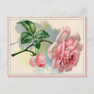 Beauté Rose rose, gris carte postale horizontale