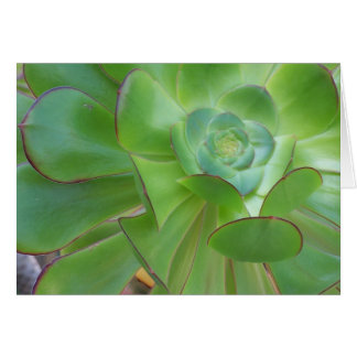 Beauté succulente...Oxnard Californie