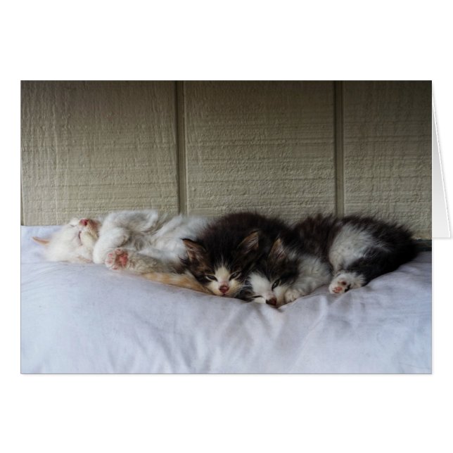 Beautés dormantes (Devant horizontal)