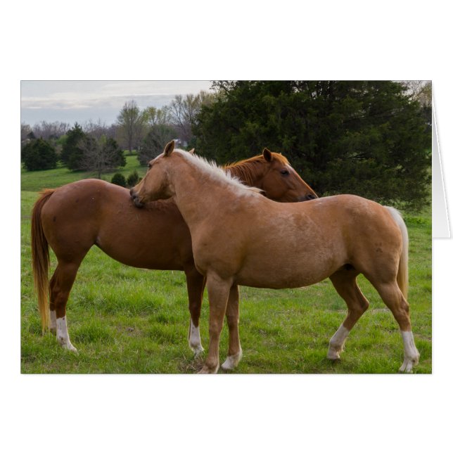 Beauties (Vorderseite (Horizontal))