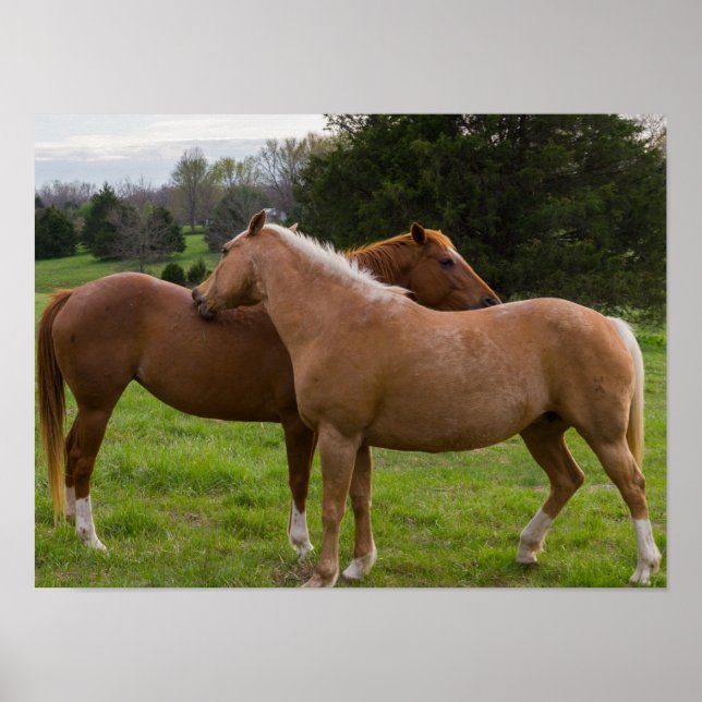 Beauties Poster (Vorne)