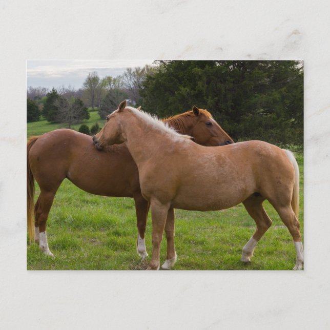 Beauties Postkarte (Vorderseite)