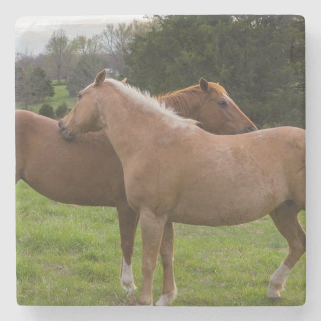 Beauties Steinuntersetzer (Vorderseite)
