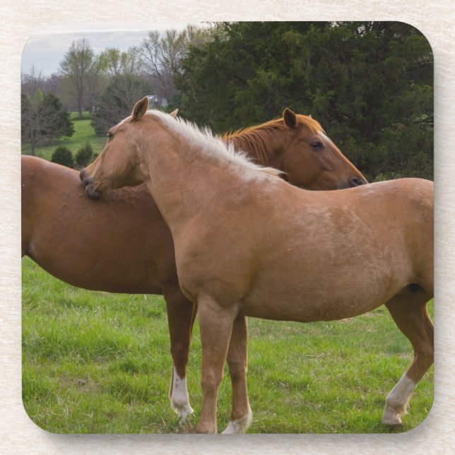 Beauties Untersetzer (Vorderseite)