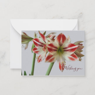 Beautiful Amaryllis Blume & Costum Geburtstag Mitteilungskarte