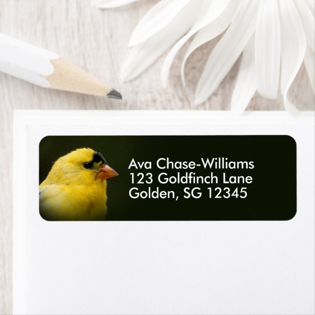 Beautiful American Goldfinch Songbird (Insitu)