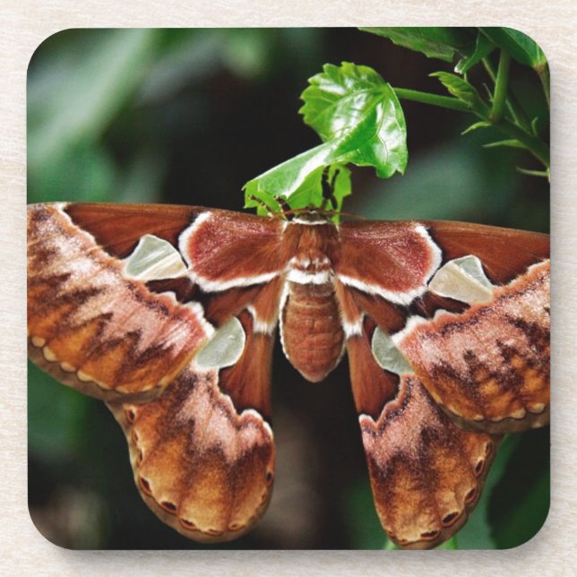 Beautiful Atlas Moth Getränkeuntersetzer (Vorderseite)