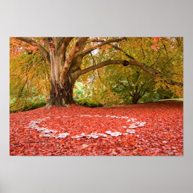 Beautiful Autumn Fall Nature Fairy Ring Poster (Vorne)