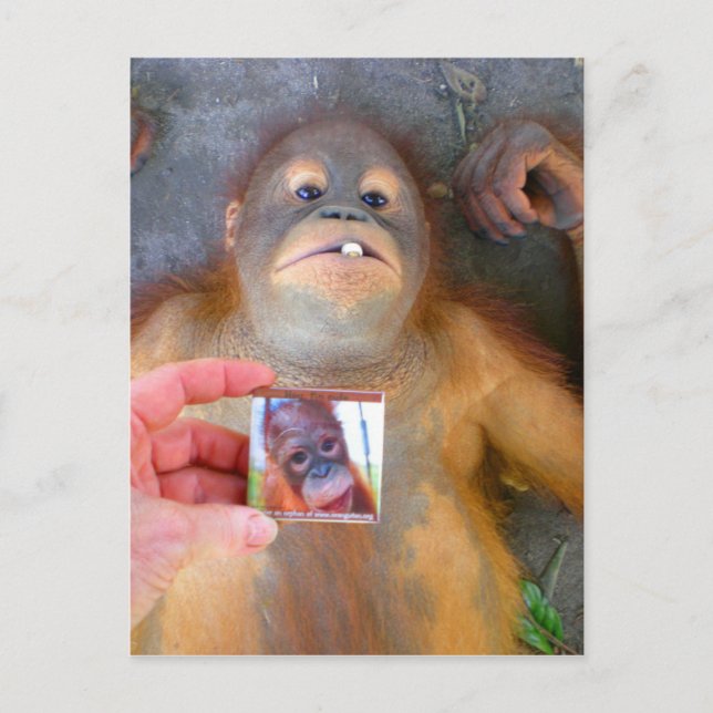 Beautiful Baby Zazzle Fan Postkarte (Vorderseite)