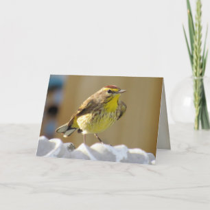 Beautiful Backyard Bird - Palm Warbler Karte