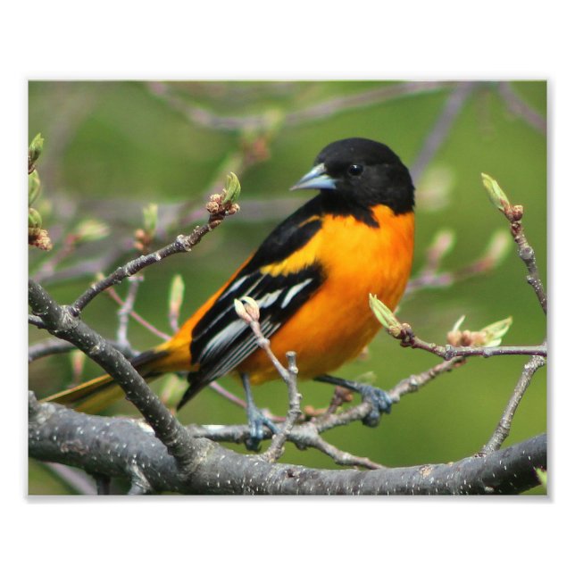Beautiful Baltimore Oriole Fotodruck (Vorne)