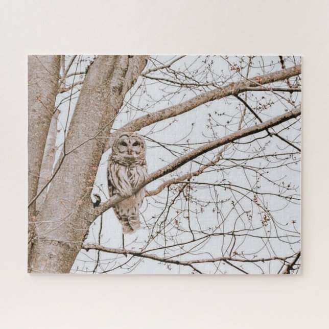 Beautiful Barred Owl Michigan Woods Audubon (Horizontal)