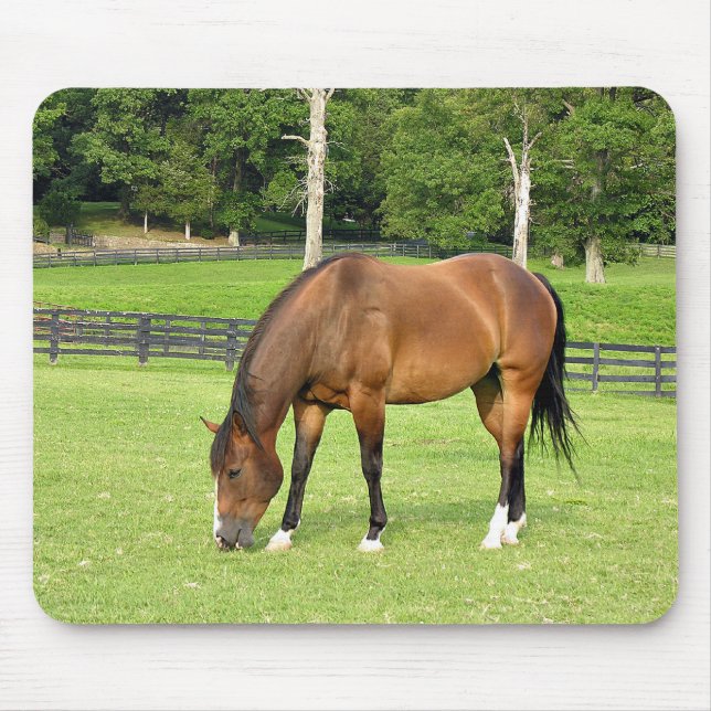 beautiful bay horse mousepad (Vorne)