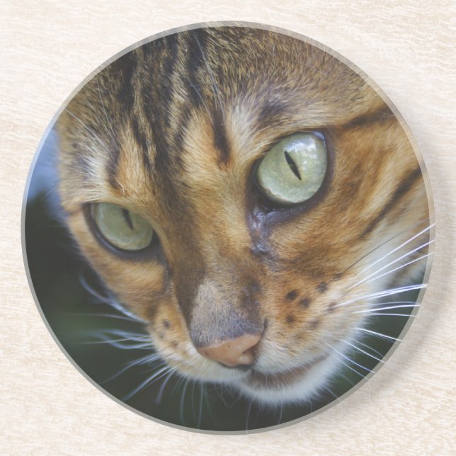 Beautiful Bengal Cat Getränkeuntersetzer (Vorne)