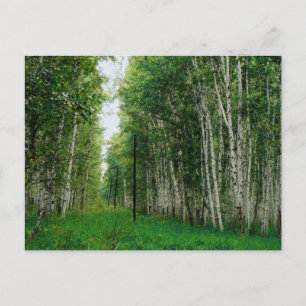 Beautiful Birch Tree Forest Canvas Print Postkarte