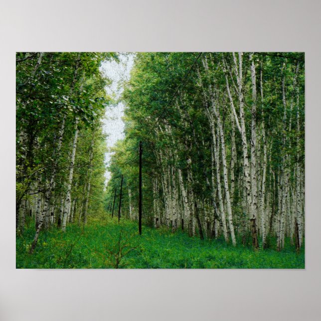 Beautiful Birch Tree Forest Poster (Vorne)