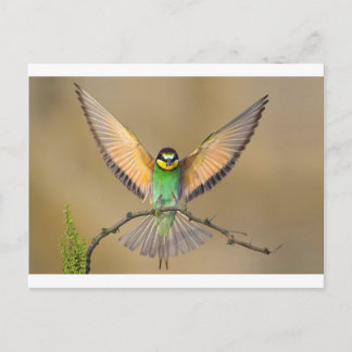 Beautiful Bird Postkarte