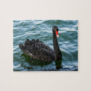 Beautiful Black Swan