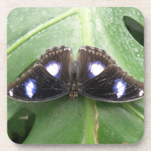 Beautiful Blue Gepunktet Butterfly Cork Untersetze Untersetzer
