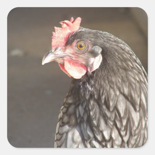 Beautiful Blue Hen Quadratischer Aufkleber (Vorderseite)