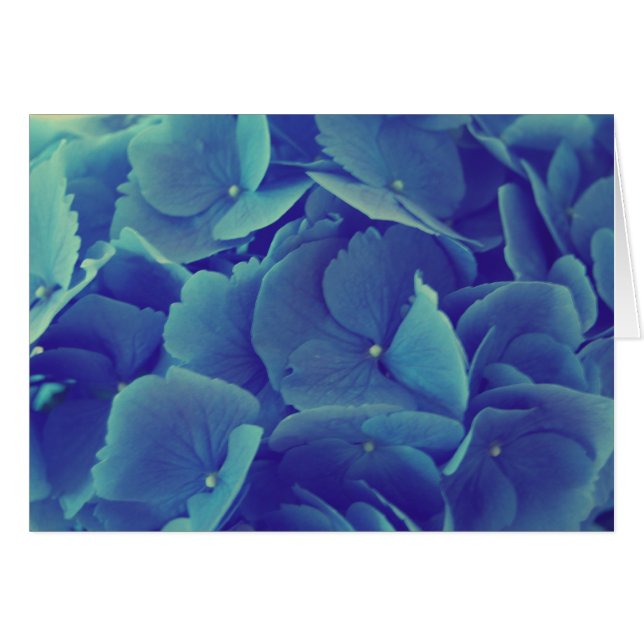Beautiful Blue Hydrangea (Vorderseite (Horizontal))