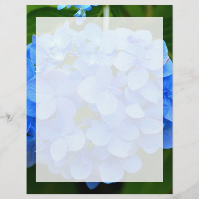 Beautiful Blue Hydrangea Blume (Vorderseite)