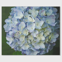 Beautiful Blue Hydrangea Blume Foto
