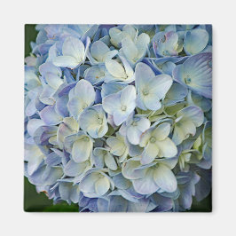 Beautiful Blue Hydrangea Blume Foto Magnet