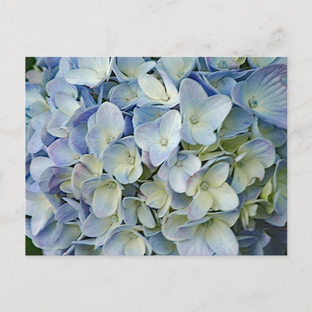Beautiful Blue Hydrangea Blume Foto Postkarte (Vorderseite)