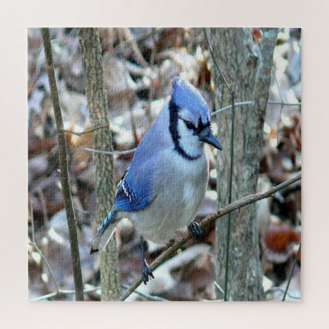 Beautiful Blue Jay (Vertikal)