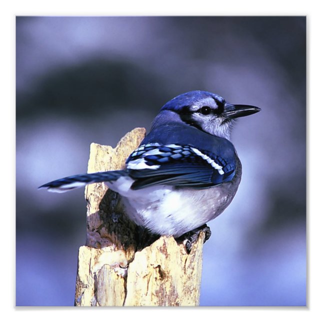 Beautiful Blue Jay bird Fotodruck (Vorne)