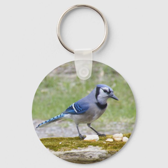 Beautiful Blue Jay bird Schlüsselanhänger (Vorderseite)