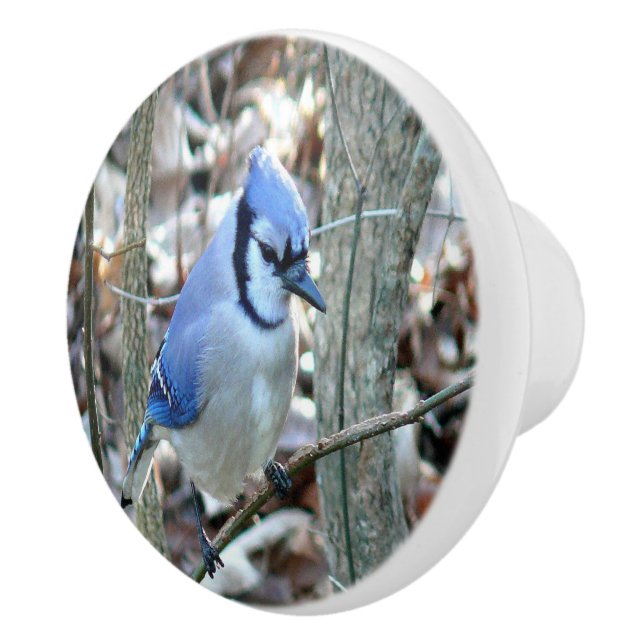 Beautiful Blue Jay Keramikknauf (Rechts)